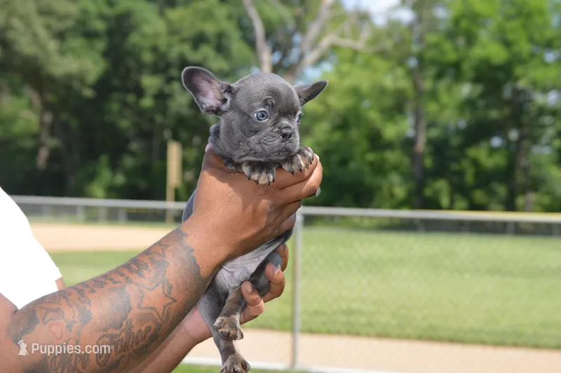 Bill – French Bulldog puppy for sale in Woodbridge, VA