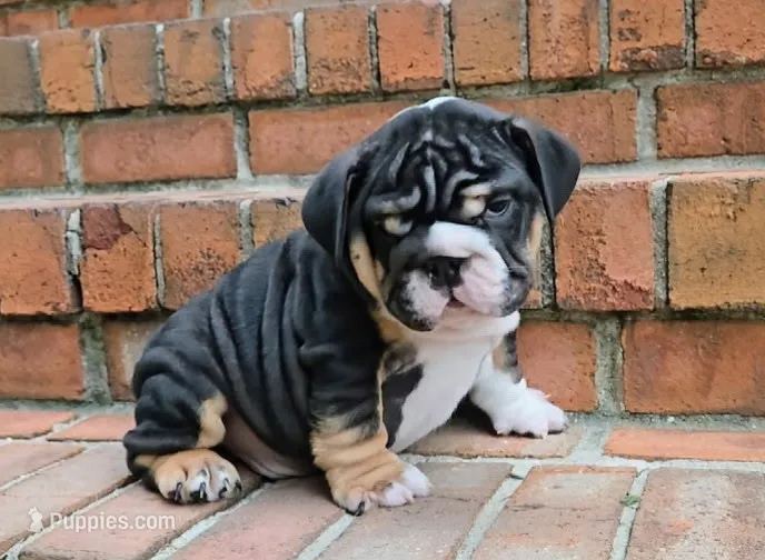BamBam  – English Bulldog puppy for sale in Woodbridge, VA