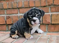 BamBam , a male English Bulldog for sale in Woodbridge, VA – 1 of 3