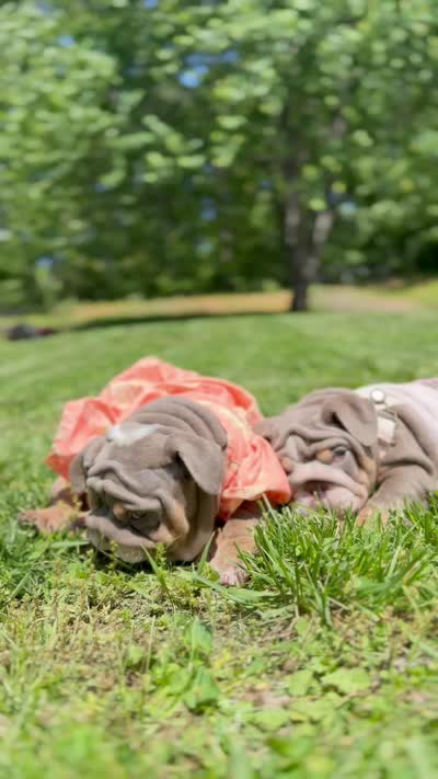Penelope, a female English Bulldog for sale in Woodbridge, VA – 4 of 4