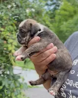 Nova, a female English Bulldog for sale in Woodbridge, VA – 2 of 5