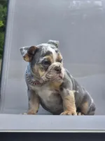 Bubbles , a female English Bulldog for sale in Woodbridge, VA – 2 of 4