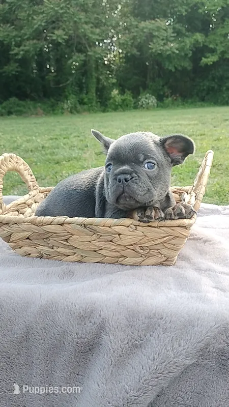 Buffalo Bill – French Bulldog puppy for sale in Woodbridge, VA
