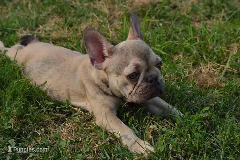 Mavis  – French Bulldog puppy for sale in Woodbridge, VA