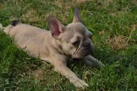 Mavis , a female French Bulldog for sale in Woodbridge, VA – 1 of 5