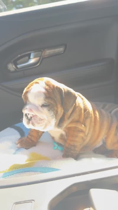Moochi, a female English Bulldog for sale in Woodbridge, VA – 4 of 4