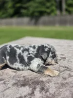 Wemby, a male English Bulldog for sale in Woodbridge, VA – 2 of 8
