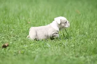 Khaleesi, a female English Bulldog for sale in Woodbridge, VA – 3 of 5