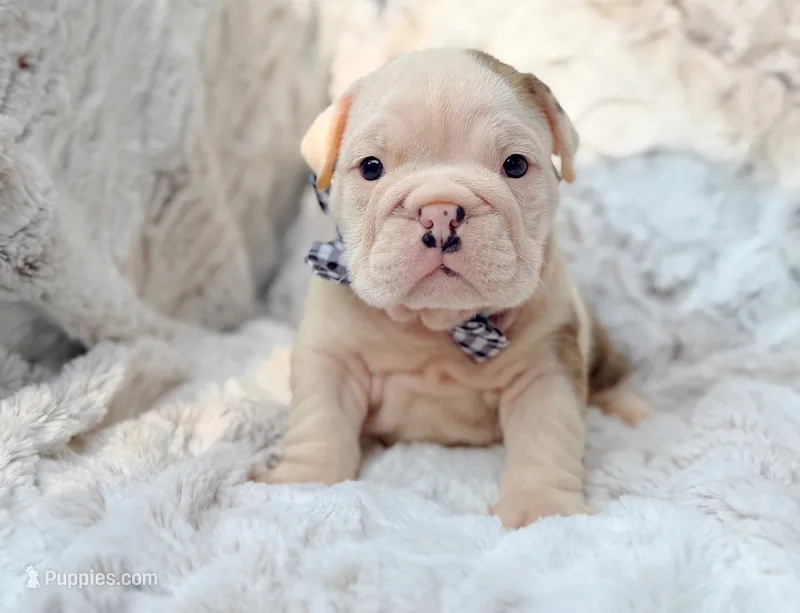 Roose Bolton  – English Bulldog puppy for sale in Woodbridge, VA