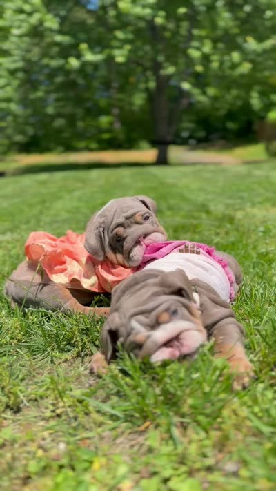 Penelope, a female English Bulldog for sale in Woodbridge, VA – 3 of 4