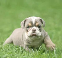 Lanister, a male English Bulldog for sale in Woodbridge, VA – 4 of 7