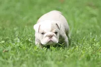 Khaleesi, a female English Bulldog for sale in Woodbridge, VA – 4 of 5