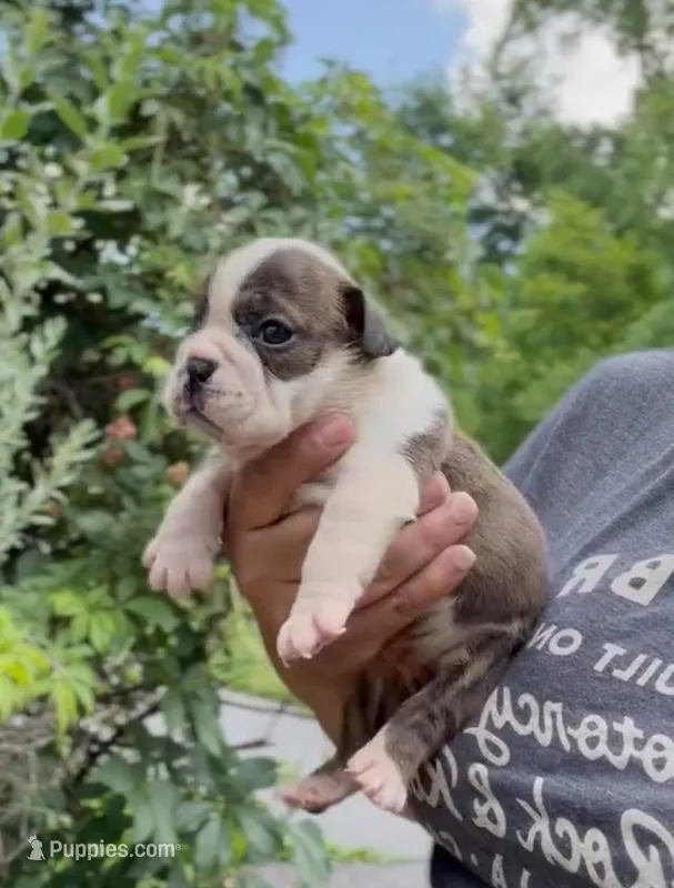 Java, a female English Bulldog for sale in Woodbridge, VA – 1 of 3