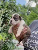 Java, a female English Bulldog for sale in Woodbridge, VA – 1 of 3