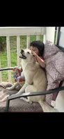 Wolfie, a male Siberian Husky and Pomsky for sale in South Bend, IN – 2 of 2