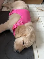 Lily, a female Golden Retriever for sale in South Bend, IN – 2 of 2