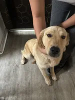 Lily, a female Golden Retriever for sale in South Bend, IN – 4 of 4