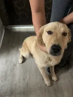 Lily, a female Golden Retriever for sale in South Bend, IN – 3 of 4