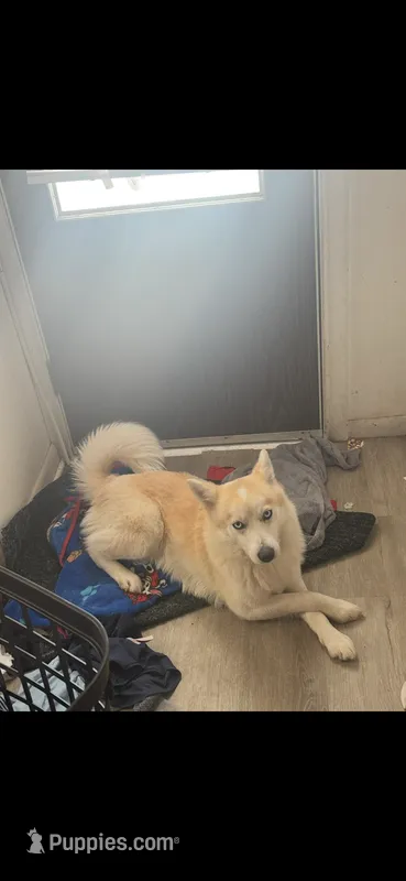 Wolfie – Siberian Husky, Pomsky puppy for sale in South Bend, IN