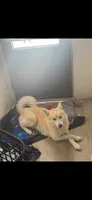 Wolfie, a male Siberian Husky and Pomsky for sale in South Bend, IN – 1 of 2