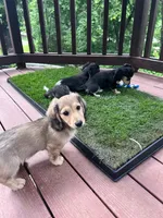 Scout - mini longhaired shaded cream dachshund , a male Miniature Dachshund for sale in Overland Park, KS – 8 of 8
