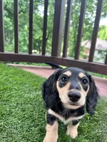 Jill - tiny miniature longhaired black and cream dachshund , a male Miniature Dachshund for sale in Overland Park, KS – 1 of 8