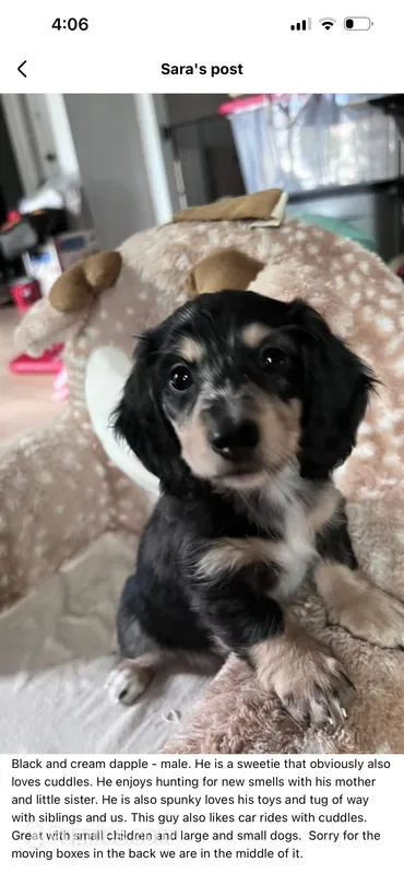 Jack - mini longhaired dapple dachshund  – Miniature Dachshund puppy for sale in Overland Park, KS