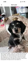 Jack - mini longhaired dapple dachshund , a male Miniature Dachshund for sale in Overland Park, KS – 1 of 8