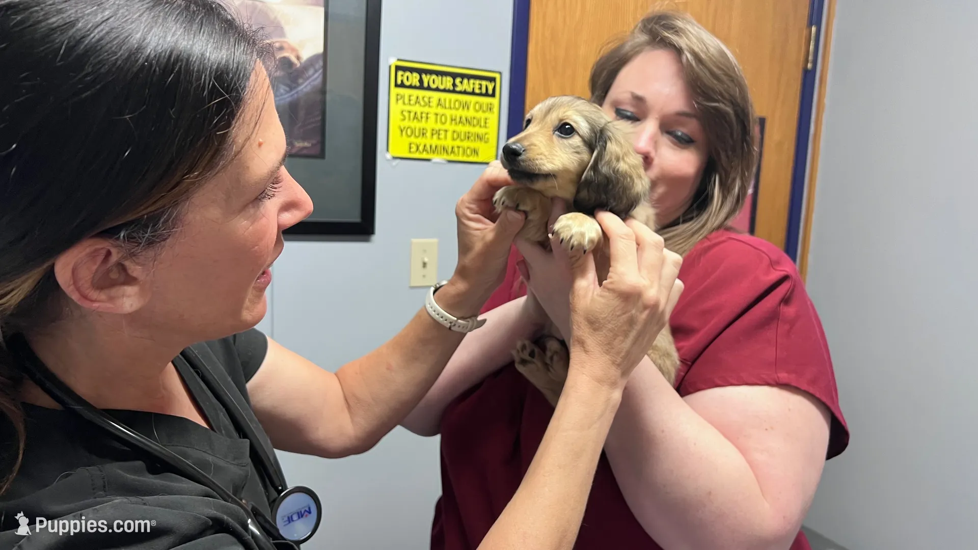 Scout - mini longhaired shaded cream dachshund , a male Miniature Dachshund for sale in Overland Park, KS – 6 of 8