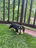 Jill - tiny miniature longhaired black and cream dachshund , a male Miniature Dachshund for sale in Overland Park, KS – 6 of 8