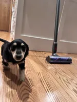 Jill - tiny miniature longhaired black and cream dachshund , a male Miniature Dachshund for sale in Overland Park, KS – 5 of 8