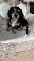Jack - mini longhaired dapple dachshund , a male Miniature Dachshund for sale in Overland Park, KS – 5 of 8
