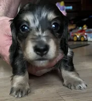 Jack - mini longhaired dapple dachshund , a male Miniature Dachshund for sale in Overland Park, KS – 6 of 8