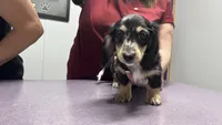 Jack - mini longhaired dapple dachshund , a male Miniature Dachshund for sale in Overland Park, KS – 7 of 8