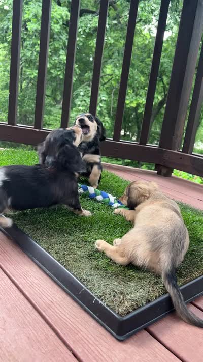 Scout - mini longhaired shaded cream dachshund , a male Miniature Dachshund for sale in Overland Park, KS – 2 of 8