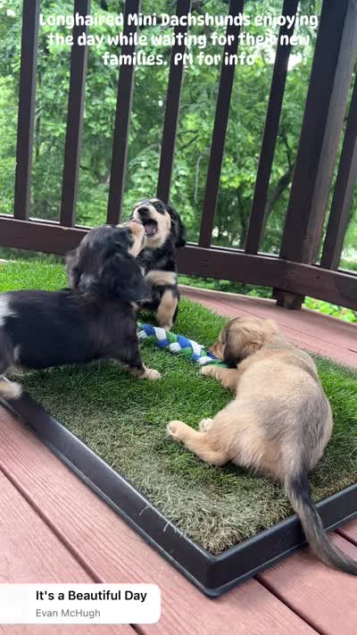 Jack - mini longhaired dapple dachshund , a male Miniature Dachshund for sale in Overland Park, KS – 8 of 8