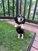 Jill - tiny miniature longhaired black and cream dachshund , a male Miniature Dachshund for sale in Overland Park, KS – 7 of 8