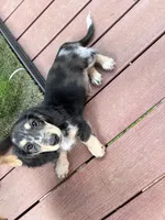 Jack - mini longhaired dapple dachshund , a male Miniature Dachshund for sale in Overland Park, KS – 2 of 8