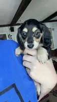 Jill - tiny miniature longhaired black and cream dachshund , a male Miniature Dachshund for sale in Overland Park, KS – 3 of 8