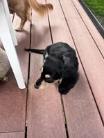 Jill - tiny miniature longhaired black and cream dachshund , a male Miniature Dachshund for sale in Overland Park, KS – 4 of 8