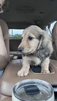 Scout - mini longhaired shaded cream dachshund , a male Miniature Dachshund for sale in Overland Park, KS – 5 of 8