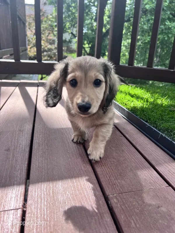 Scout - mini longhaired shaded cream dachshund  – Miniature Dachshund puppy for sale in Overland Park, KS