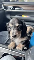 Jack - mini longhaired dapple dachshund , a male Miniature Dachshund for sale in Overland Park, KS – 4 of 8