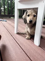Scout - mini longhaired shaded cream dachshund , a male Miniature Dachshund for sale in Overland Park, KS – 3 of 8