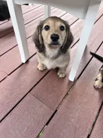Scout - mini longhaired shaded cream dachshund , a male Miniature Dachshund for sale in Overland Park, KS – 7 of 8