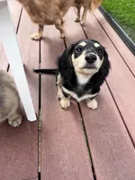 Jill - tiny miniature longhaired black and cream dachshund , a male Miniature Dachshund for sale in Overland Park, KS – 2 of 8