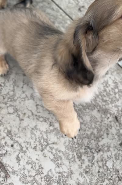 Scout - mini longhaired shaded cream dachshund , a male Miniature Dachshund for sale in Overland Park, KS – 9 of 9