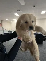 Sunny, a male Golden Retriever for sale in Cincinnati, OH – Photo 2 of 3