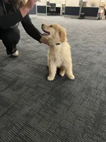 Sunny, a male Golden Retriever for sale in Cincinnati, OH – Photo 3 of 3