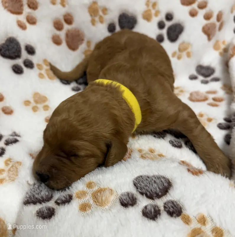 F1B Labradoodle Female - Yellow – Labradoodle, Poodle - Standard  puppy for sale in Kershaw, SC